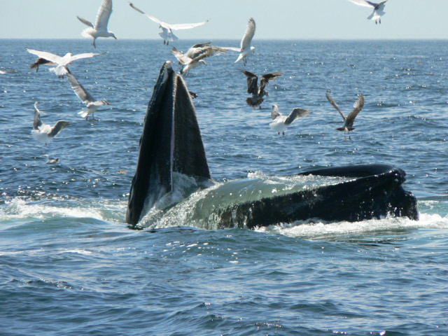 Feeding whale