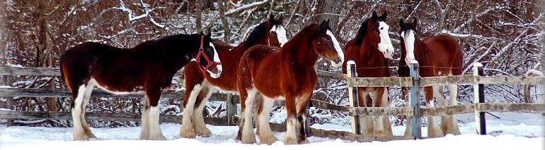 clydesdale image