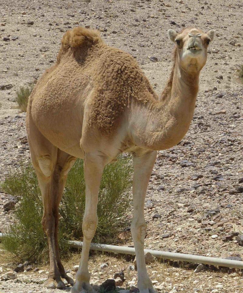 Israel camel with teeth