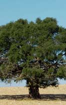 The Healing Moroccan Argan Tree