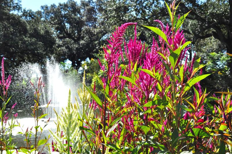 Fall flowers with Fountain