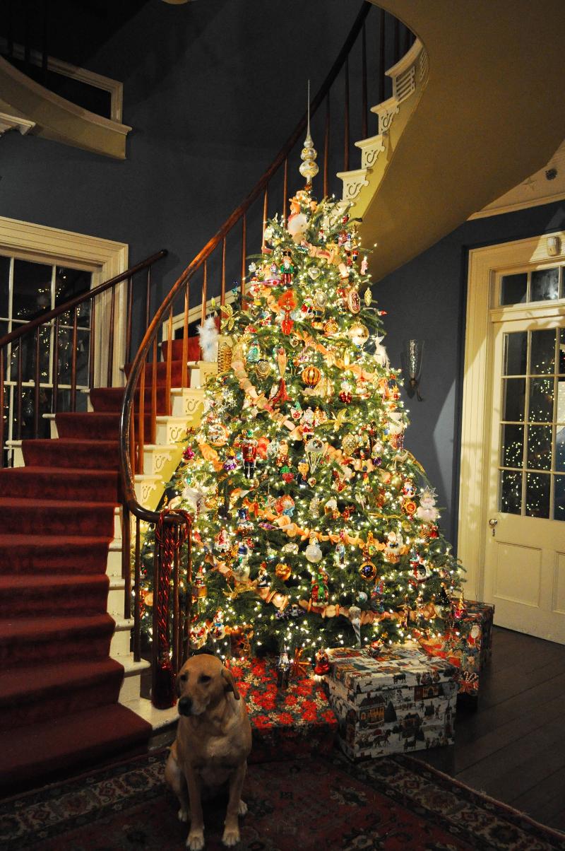 Christmas Tree in Spiral Staircase