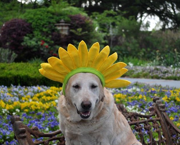 Grace wearing sunflower hat