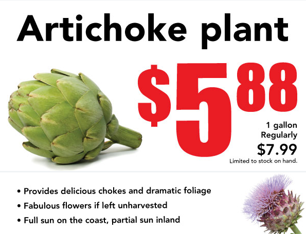 artichoke special