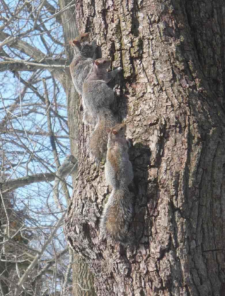 2009 Three Squirrels