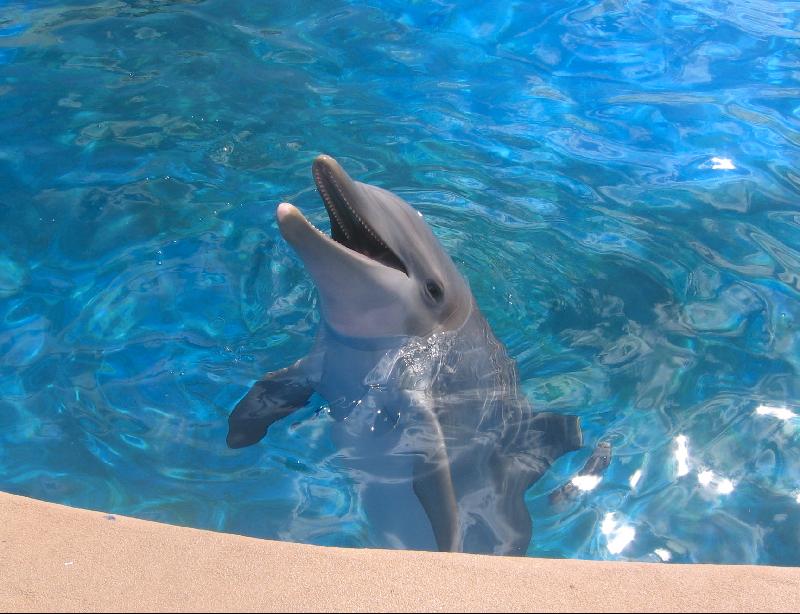 2009 Dolphin