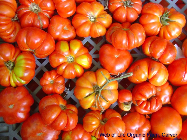 tomatoes_weboflife