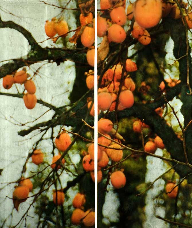 goldsmith hachiya persimmons