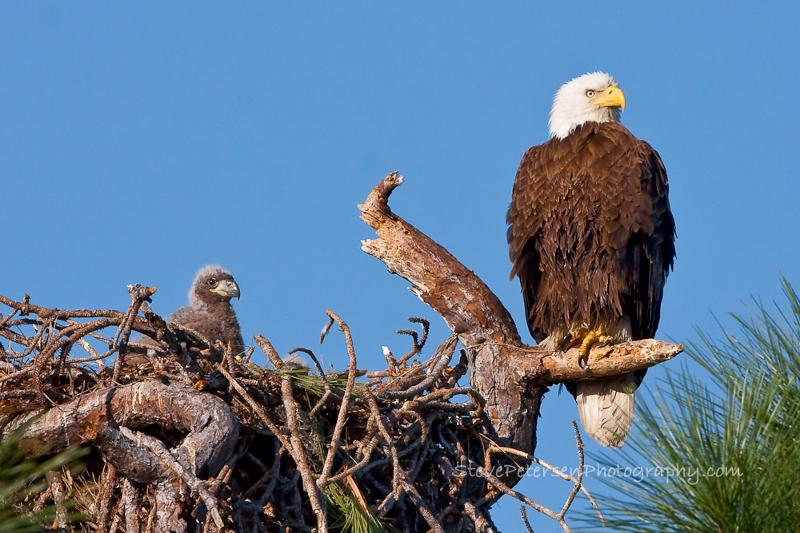 Adult Eagle Guarding Chick