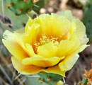prickly pear 1