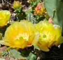 prickly pear 3