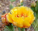 prickly pear 4