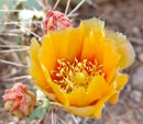 prickly pear 5