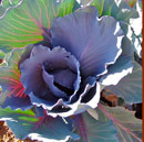 garden red cabbage