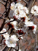 blossoms 1 110314