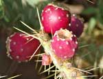 cactus fruit 2