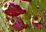 cactus fruit 3