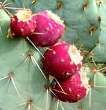 cactus fruit 4