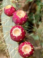 cactus fruit 6