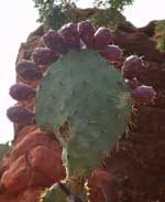 cactus fruit 7