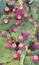 cactus fruit 8