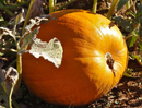 pumpkin-05