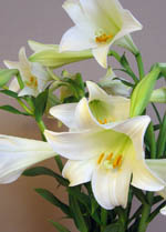 Easter lillies