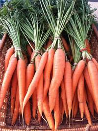 Holiday Harbor carrots