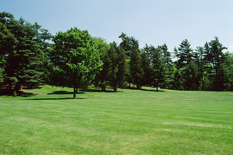 Backyard Woods and Lawn