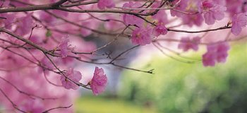Cherry Blossum Closeup