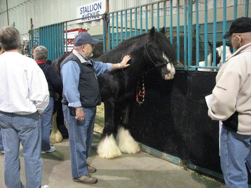 black Hawke at Winter Fair