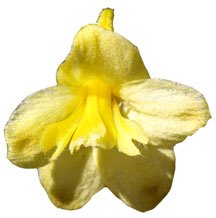 yellow larkspur (Delphinium luteum)