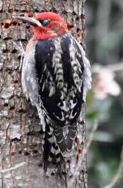 red breasted sapsucker