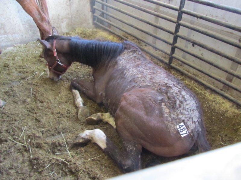 Weak Mare at Hoover's Auction