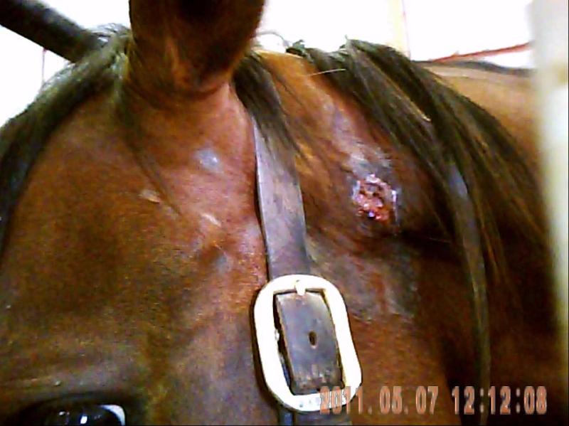 Horse with sore 