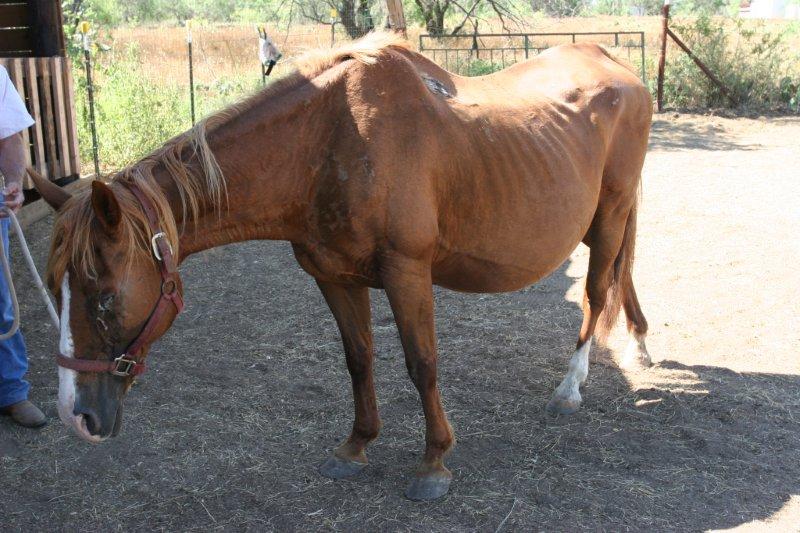 Pregnant mare refused at pen