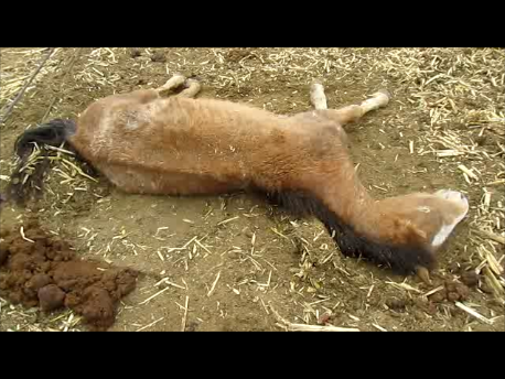 Bay mare dying