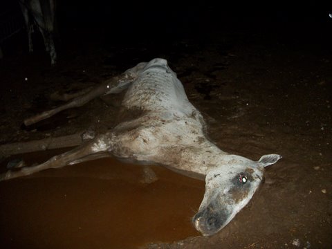 Grey Horse dying
