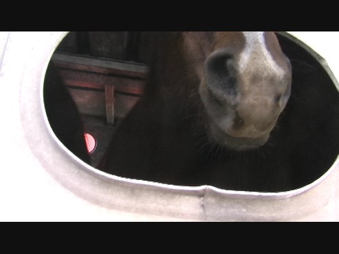 horse in double deck trailer