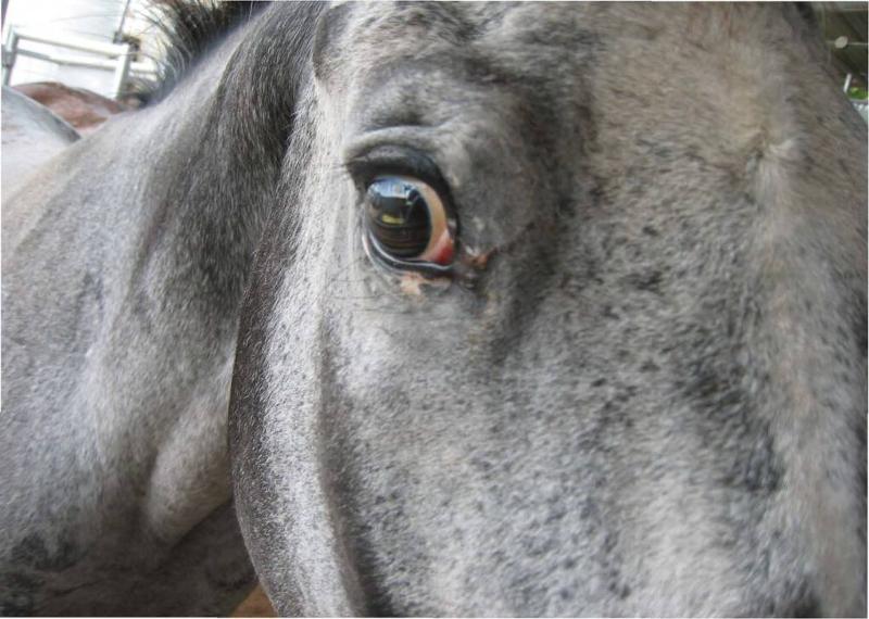 horse face detail