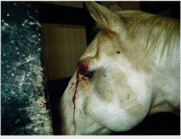 Injured Kurtenbach Horse