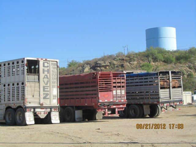 Mexican transport trucks