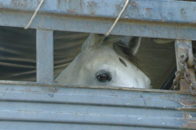 Grey mare inside trailer