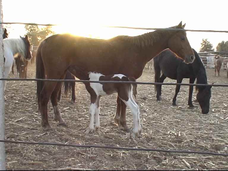 mare and foal in kill pen