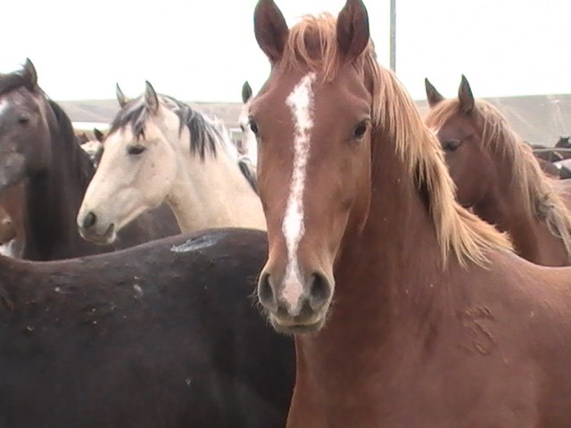 young horses at Shelby