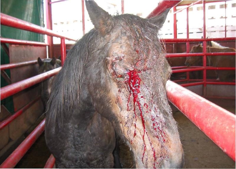 Horse with bleeding face