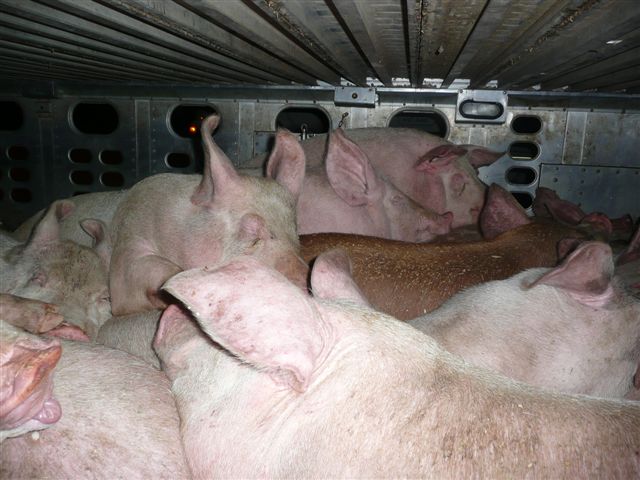 pigs in trailer