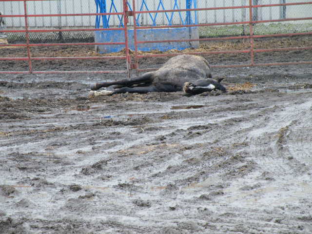 dead horse in parking lot