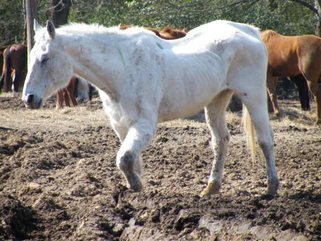white horse with swollen knee