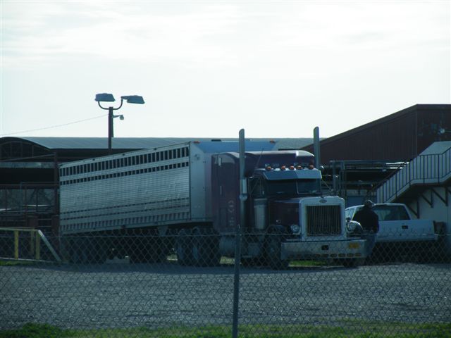 Stanley Bros truck at export pen